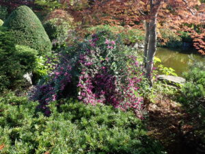 ミヤギノハギ　全体